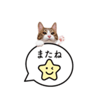 猫のほのさんです。（個別スタンプ：6）
