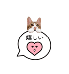猫のほのさんです。（個別スタンプ：8）