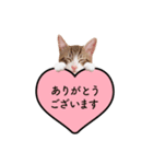 猫のほのさんです。（個別スタンプ：9）