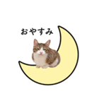 猫のほのさんです。（個別スタンプ：11）
