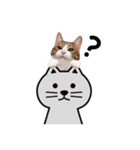 猫のほのさんです。（個別スタンプ：12）