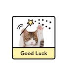 猫のほのさんです。（個別スタンプ：16）