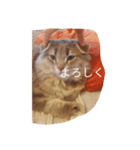 猫ノア（個別スタンプ：1）