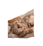 猫ノア（個別スタンプ：2）