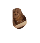猫ノア（個別スタンプ：3）