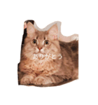 猫ノア（個別スタンプ：8）