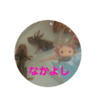うちのウーパールーパー（個別スタンプ：1）