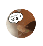 うちのウーパールーパー（個別スタンプ：4）