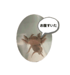 うちのウーパールーパー（個別スタンプ：5）
