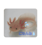 うちのウーパールーパー（個別スタンプ：9）
