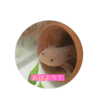 うちのウーパールーパー（個別スタンプ：15）