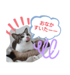 バニラとガゼル（個別スタンプ：11）
