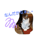 バニラとガゼル（個別スタンプ：12）