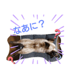 バニラとガゼル（個別スタンプ：21）