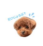 スーパー天才アイドル犬★もこたんさん！2（個別スタンプ：8）