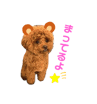 スーパー天才アイドル犬★もこたんさん！2（個別スタンプ：9）