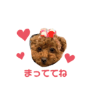 スーパー天才アイドル犬★もこたんさん！2（個別スタンプ：10）