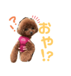 スーパー天才アイドル犬★もこたんさん！2（個別スタンプ：12）