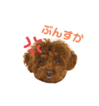 スーパー天才アイドル犬★もこたんさん！2（個別スタンプ：13）