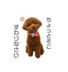 スーパー天才アイドル犬★もこたんさん！2（個別スタンプ：14）