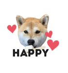 ぽちゃ犬さくら（個別スタンプ：1）