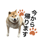 ぽちゃ犬さくら（個別スタンプ：2）