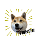 ぽちゃ犬さくら（個別スタンプ：3）