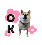 ぽちゃ犬さくら（個別スタンプ：4）