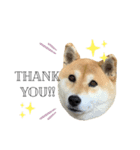 ぽちゃ犬さくら（個別スタンプ：5）