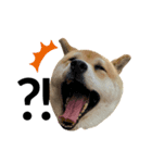ぽちゃ犬さくら（個別スタンプ：6）