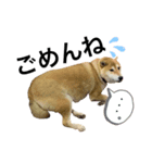 ぽちゃ犬さくら（個別スタンプ：7）