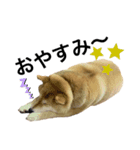 ぽちゃ犬さくら（個別スタンプ：8）