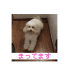 毛玉だよー（個別スタンプ：7）