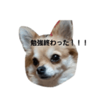 とと、るる（個別スタンプ：3）