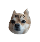 とと、るる（個別スタンプ：6）