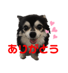 チワワのチー君(ブラックタンホワイト)3（個別スタンプ：5）