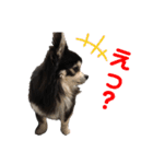 チワワのチー君(ブラックタンホワイト)3（個別スタンプ：6）