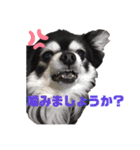 チワワのチー君(ブラックタンホワイト)3（個別スタンプ：7）