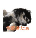 チワワのチー君(ブラックタンホワイト)3（個別スタンプ：8）