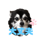 チワワのチー君(ブラックタンホワイト)3（個別スタンプ：9）