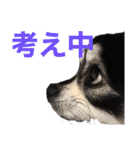 チワワのチー君(ブラックタンホワイト)3（個別スタンプ：11）