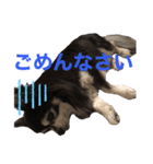 チワワのチー君(ブラックタンホワイト)3（個別スタンプ：15）