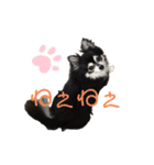 チワワのチー君(ブラックタンホワイト)3（個別スタンプ：23）