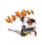 ジャックラッセルテリアのてん（個別スタンプ：5）