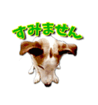 ジャックラッセルテリアのてん（個別スタンプ：7）