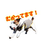 ジャックラッセルテリアのてん（個別スタンプ：9）