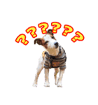 ジャックラッセルテリアのてん（個別スタンプ：10）
