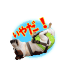 ジャックラッセルテリアのてん（個別スタンプ：11）