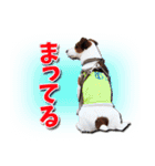 ジャックラッセルテリアのてん（個別スタンプ：12）