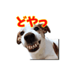 ジャックラッセルテリアのてん（個別スタンプ：17）